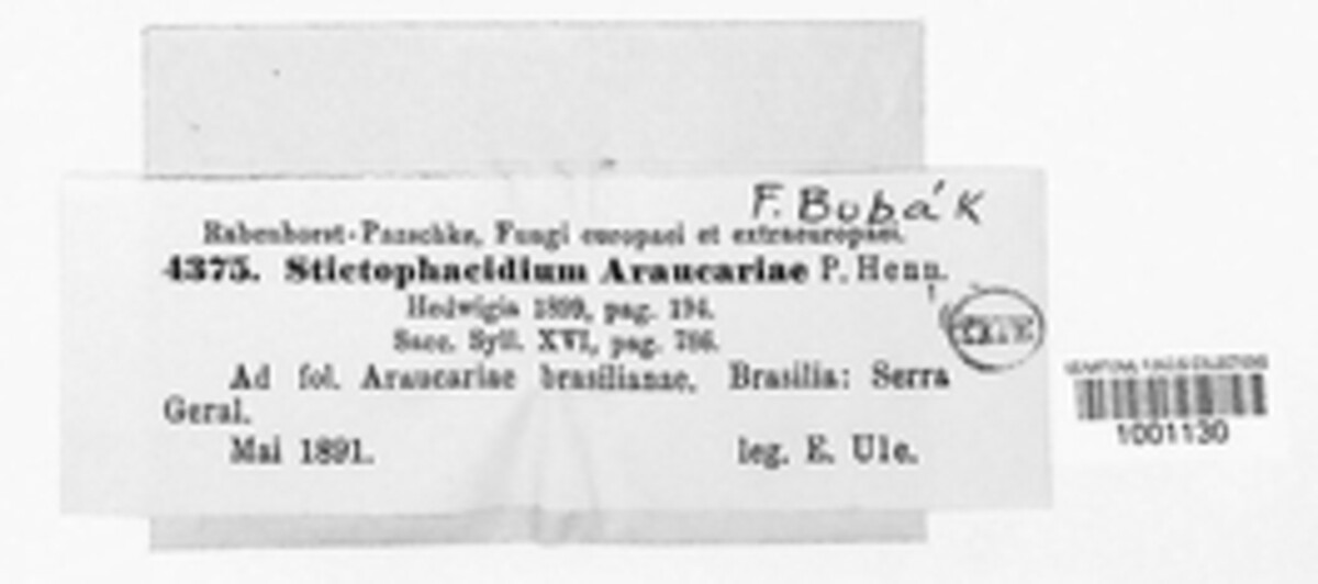 Stictophacidium araucariae image